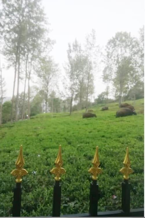 Franc Villa - Kothagiri Kotagiri Exterior foto